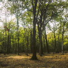 Fête de la forêt